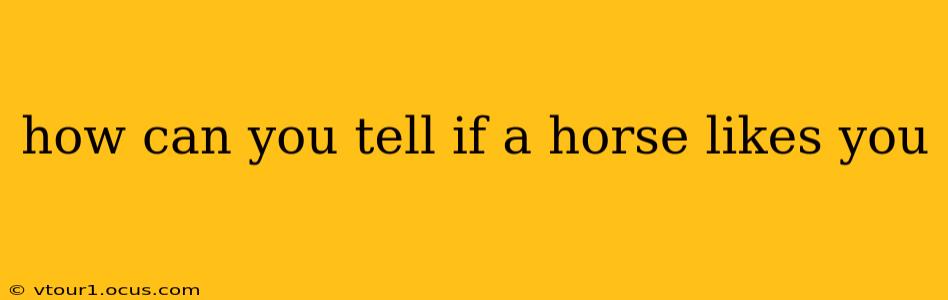 how can you tell if a horse likes you