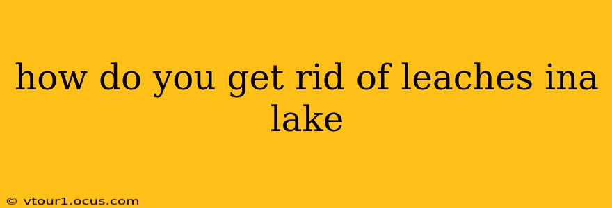 how do you get rid of leaches ina lake