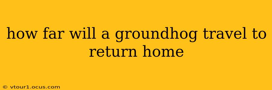 how far will a groundhog travel to return home