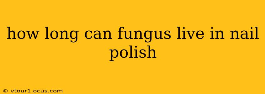 how long can fungus live in nail polish