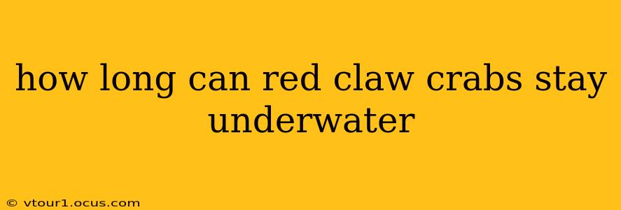 how long can red claw crabs stay underwater