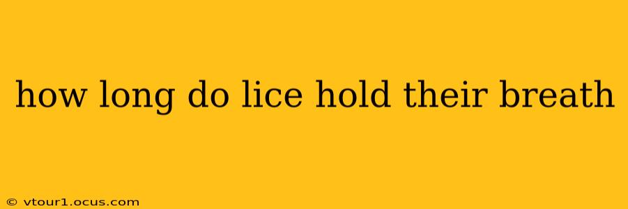 how long do lice hold their breath