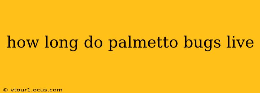 how long do palmetto bugs live