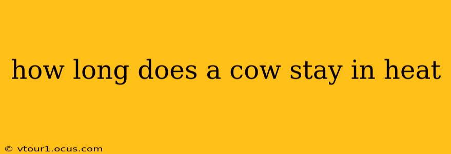 how long does a cow stay in heat