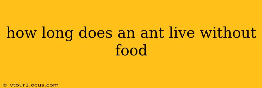 how long does an ant live without food