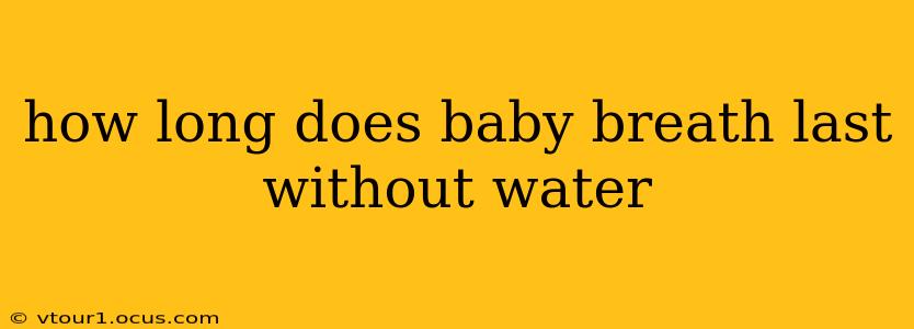how long does baby breath last without water