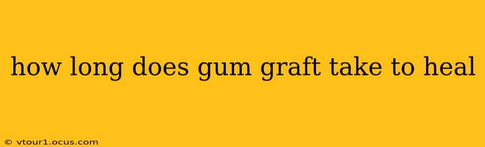 how long does gum graft take to heal