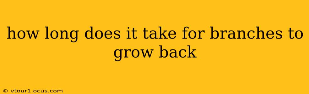 how long does it take for branches to grow back