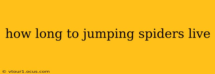 how long to jumping spiders live