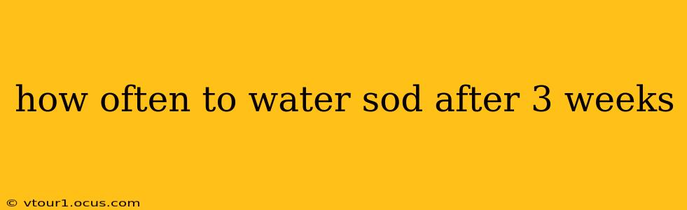 how often to water sod after 3 weeks