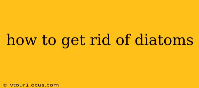 how to get rid of diatoms