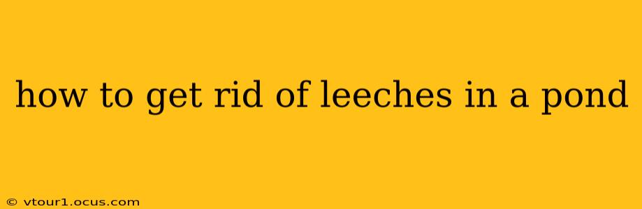 how to get rid of leeches in a pond