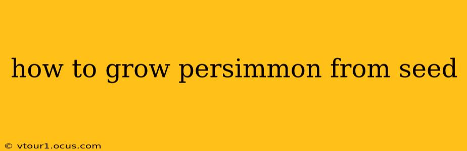 how to grow persimmon from seed