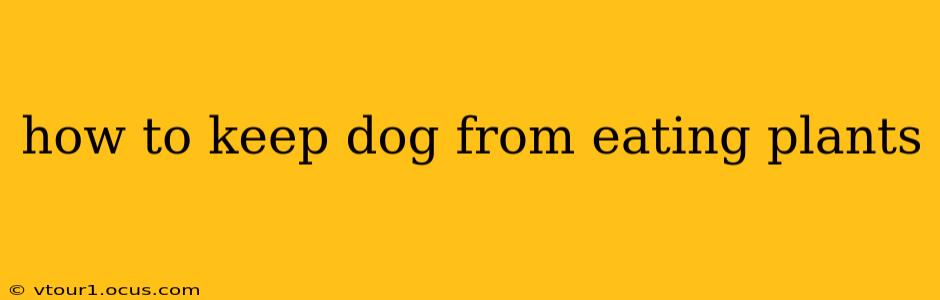 how to keep dog from eating plants
