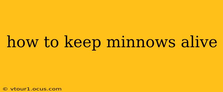 how to keep minnows alive