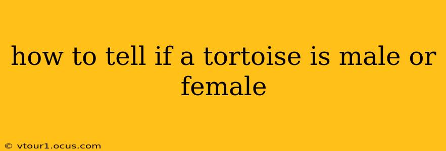 how to tell if a tortoise is male or female