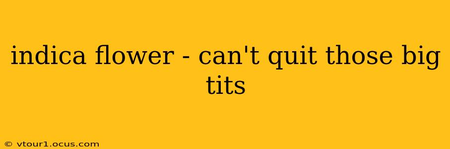 indica flower - can't quit those big tits indica flower - can't quit those big tits