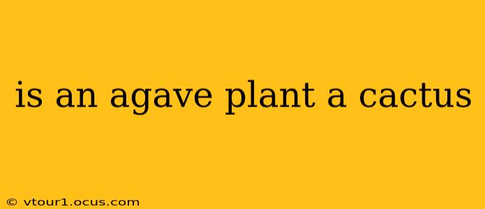 is an agave plant a cactus