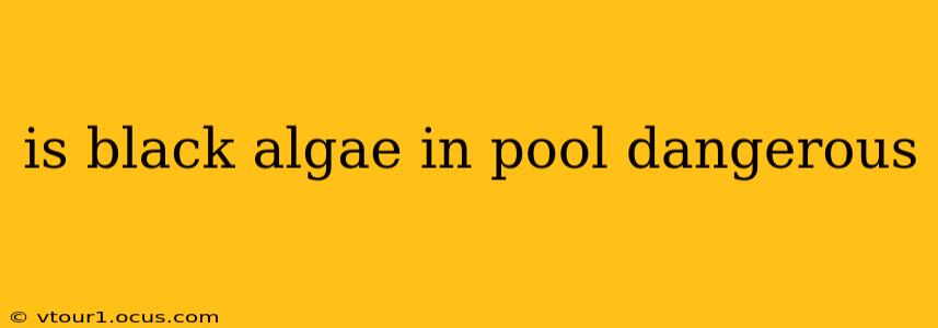 is black algae in pool dangerous