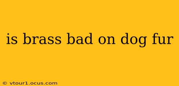 is brass bad on dog fur