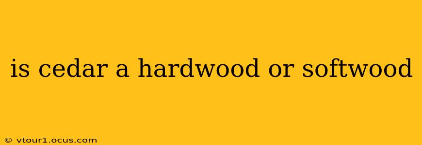 is cedar a hardwood or softwood