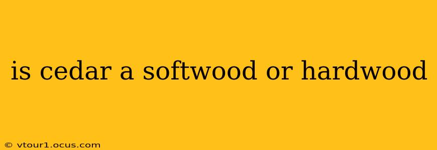is cedar a softwood or hardwood
