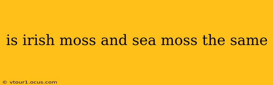 is irish moss and sea moss the same