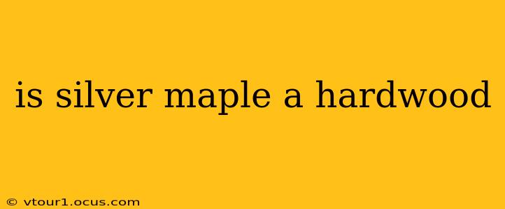 is silver maple a hardwood