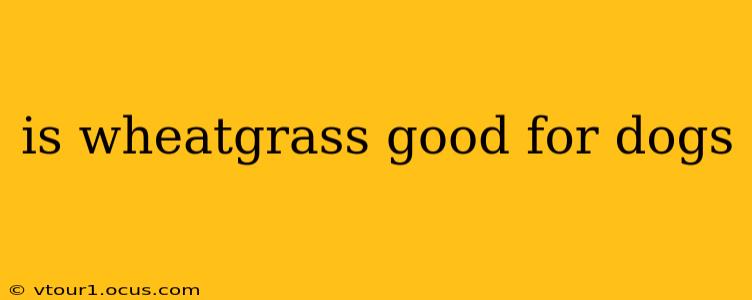 is wheatgrass good for dogs