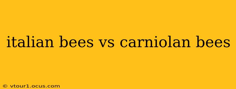 italian bees vs carniolan bees