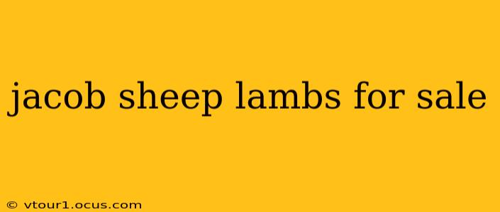 jacob sheep lambs for sale