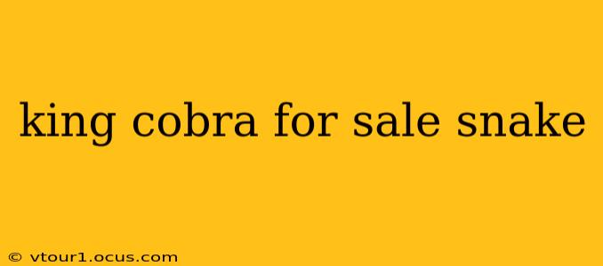 king cobra for sale snake