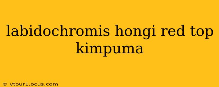 labidochromis hongi red top kimpuma