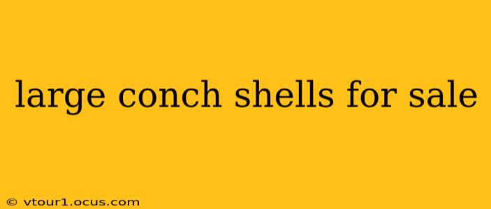 large conch shells for sale