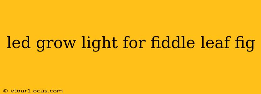 led grow light for fiddle leaf fig