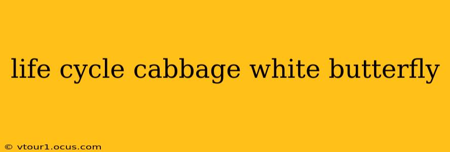 life cycle cabbage white butterfly