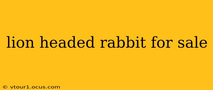 lion headed rabbit for sale