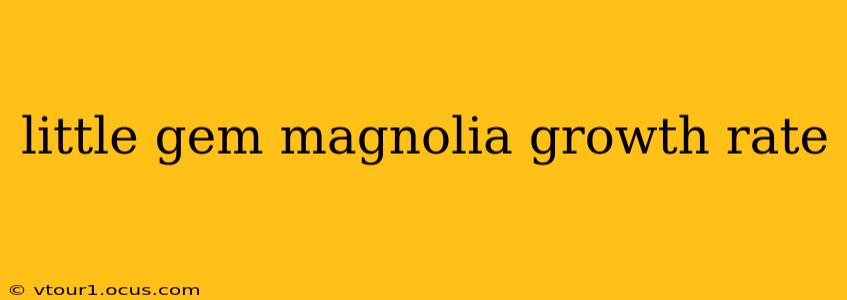 little gem magnolia growth rate