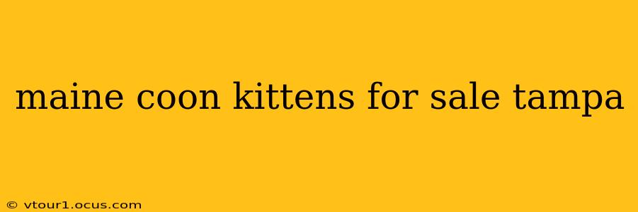 maine coon kittens for sale tampa