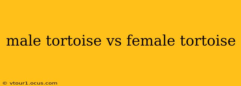male tortoise vs female tortoise