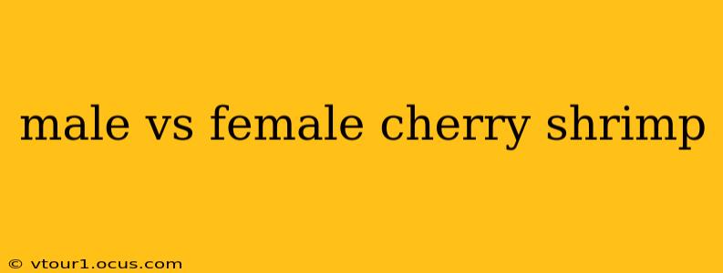 male vs female cherry shrimp