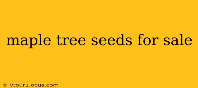 maple tree seeds for sale