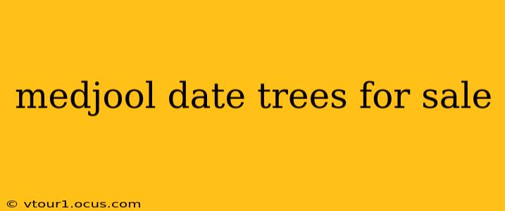 medjool date trees for sale
