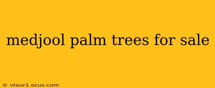 medjool palm trees for sale