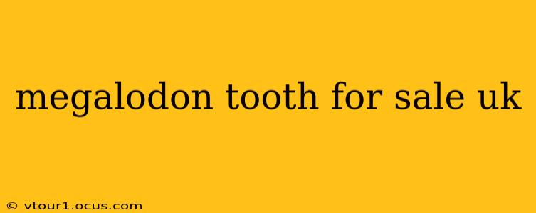 megalodon tooth for sale uk