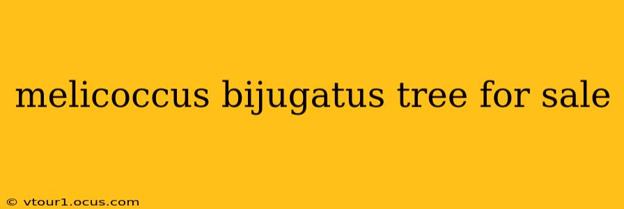 melicoccus bijugatus tree for sale