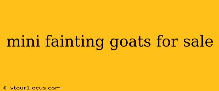 mini fainting goats for sale