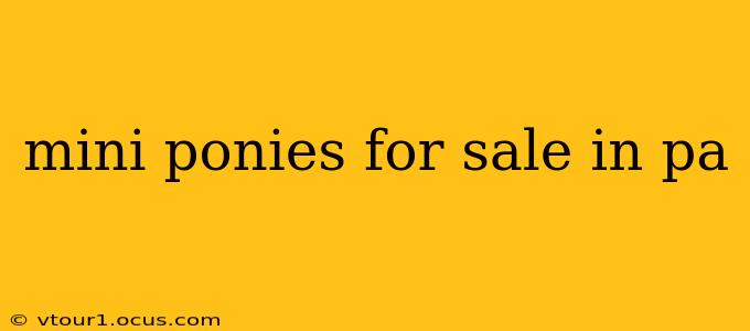 mini ponies for sale in pa