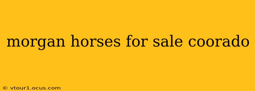 morgan horses for sale coorado