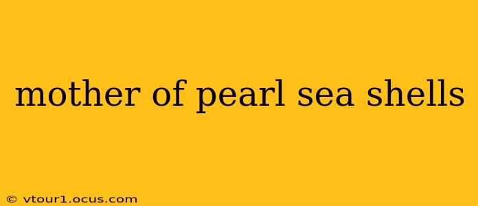 mother of pearl sea shells